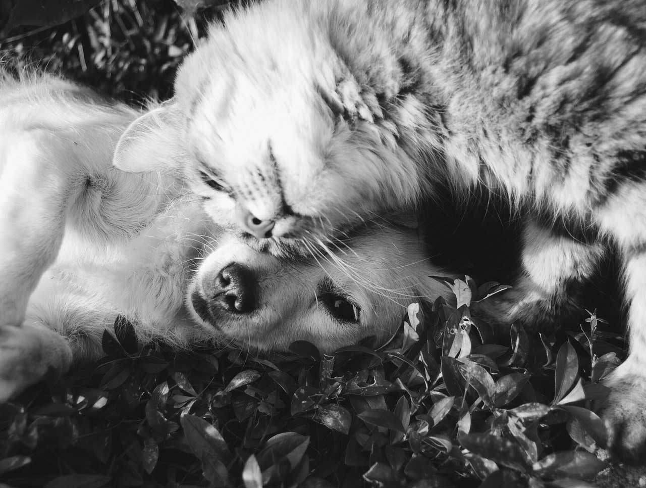 perro-y-gato-juntos