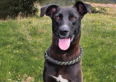 BRUNO – 3 años