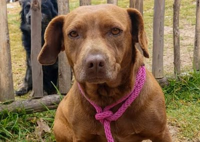 CANELA- 3 años