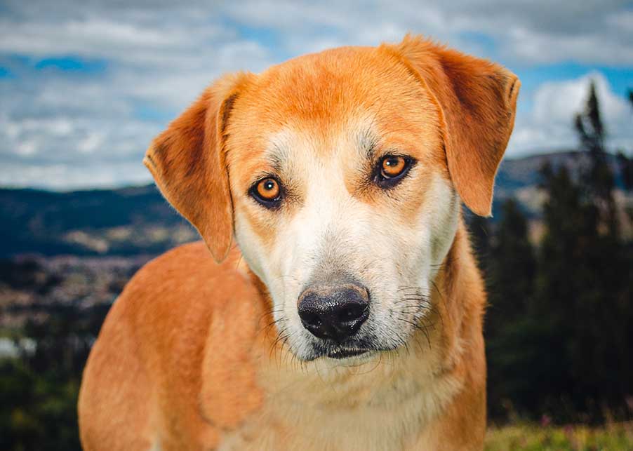 GOLDEN – 7 años