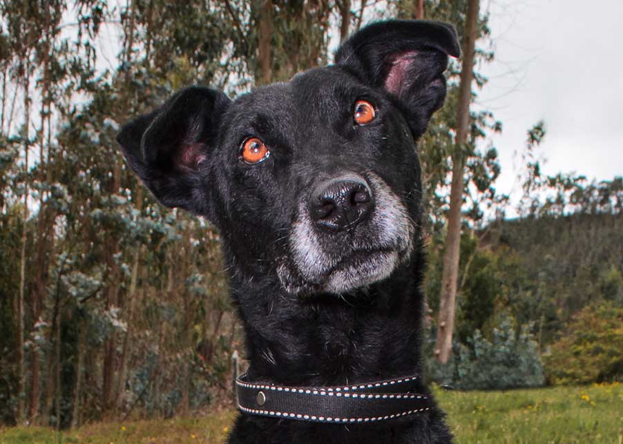 ONIX – 9 años