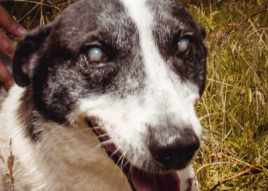STEVE – 9 años