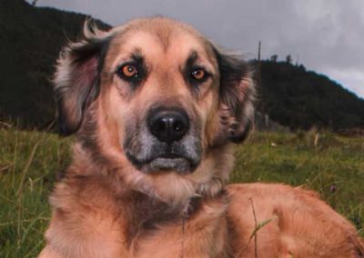 TOBY – 6 años