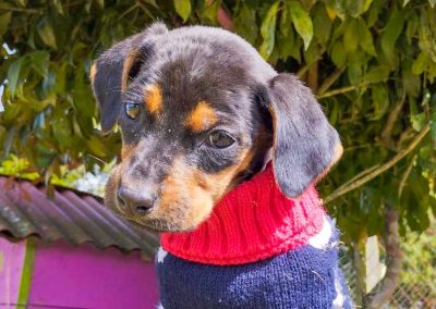 Miel – 3 meses
