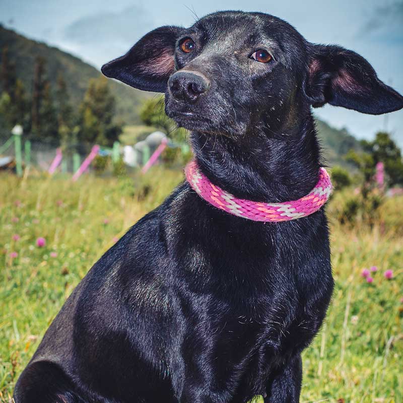 negrita4